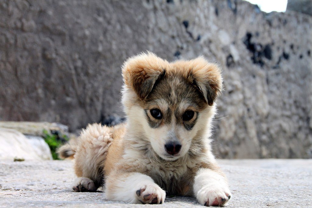 Em_McCullagh's tweet photo. @LisaAtDeakin WHAT A CUTIE!! With some gorgeous eyes!! 
Said to be: "The Puppy" by Klearchos Kapoutsis (CC BY 2.0) 😍 https://t.co/oNcQRrQ4JL