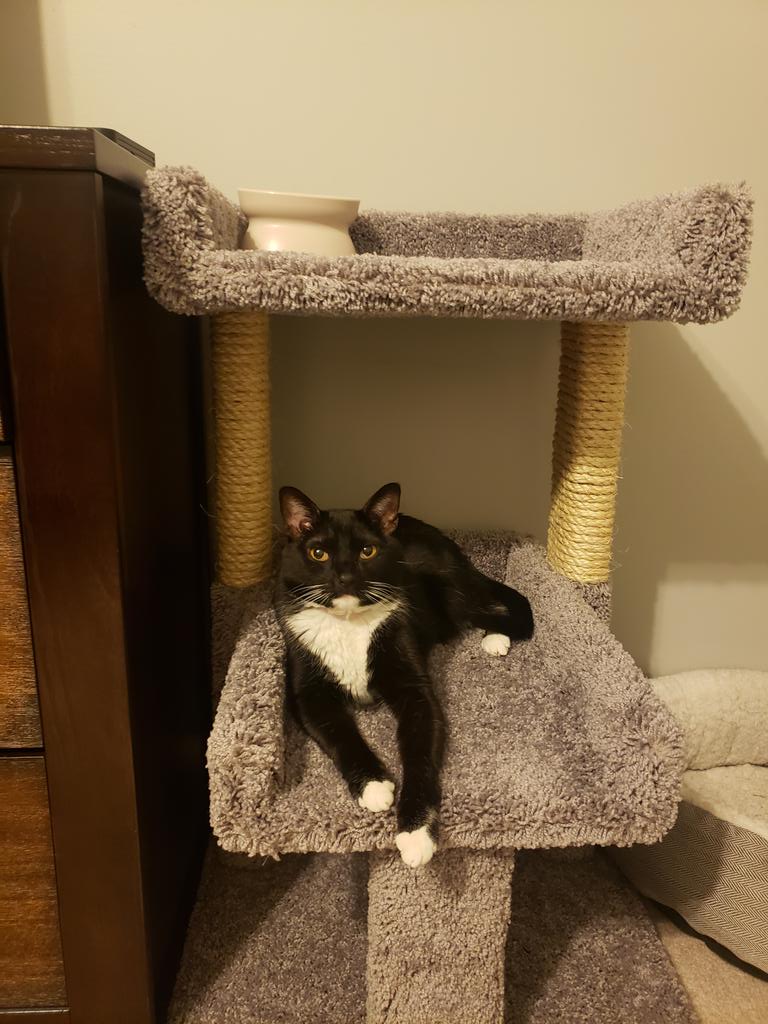 best cat tree reddit