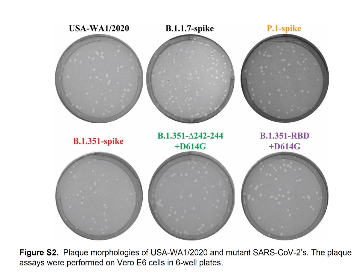 EricTopol's tweet photo. While there haven't been vaccine clinical trials directed vs P.1 (Brazil), the data we have for this variant (along w/ B.1.351, S Africa, which has more immune evasion potential) from mRNA vaccinee serum supports preserved efficacy https://t.co/7fHlvXO1f3
https://t.co/5FArkpS59F https://t.co/4lFXESNrNa