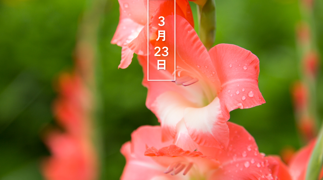 暦生活 こよみせいかつ 花の日めくり 誕生花 今日の花はグラジオラス 花言葉は 熱い恋 です Gladiolusは 小さな剣 という意味で 葉が剣に似ていることが由来ともいわれます 6 10月 伸びた花茎に豪華な花を穂状に咲かせます 暦