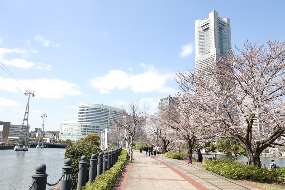 はまこれ横浜 みなとみらいの桜開花状況 汽車道は満開までもう少し 週末には満開かな さくら通りはまだまだという感じでした 21年3月23日撮影 横浜 みなとみらい はまこれ横浜 T Co Gqwlm9o5tq Twitter