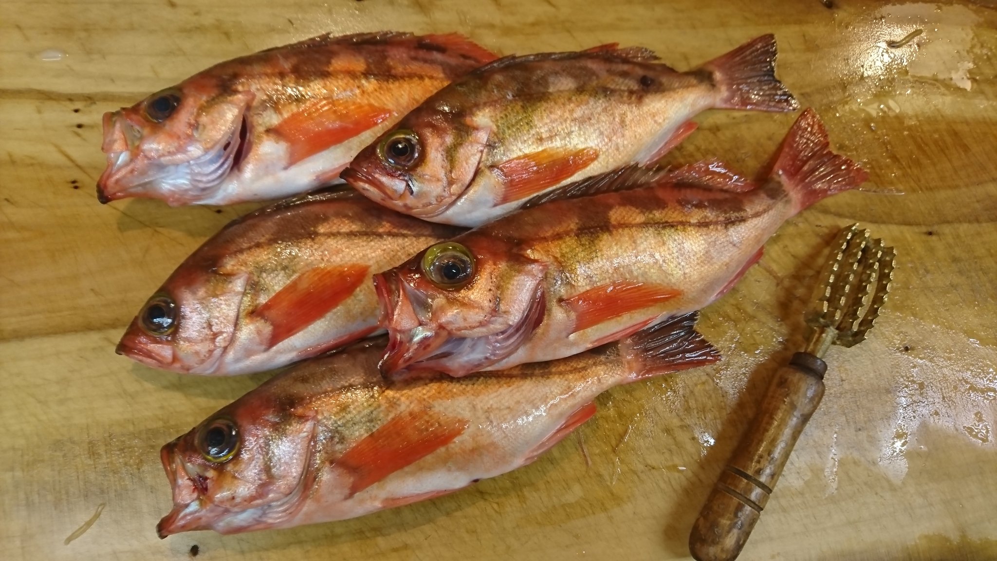 割烹 峰屋 利き酒師がいる日本料理店 本日 青森県の釣りメバルが入荷しました 今が旬のメバル 淡白でしまった白身はさっぱりとして煮付けに最適 春限定のぐるなびコースもあるのでぜひ一度ご賞味ください T Co Hwaora2l4u 墨田区 煮魚