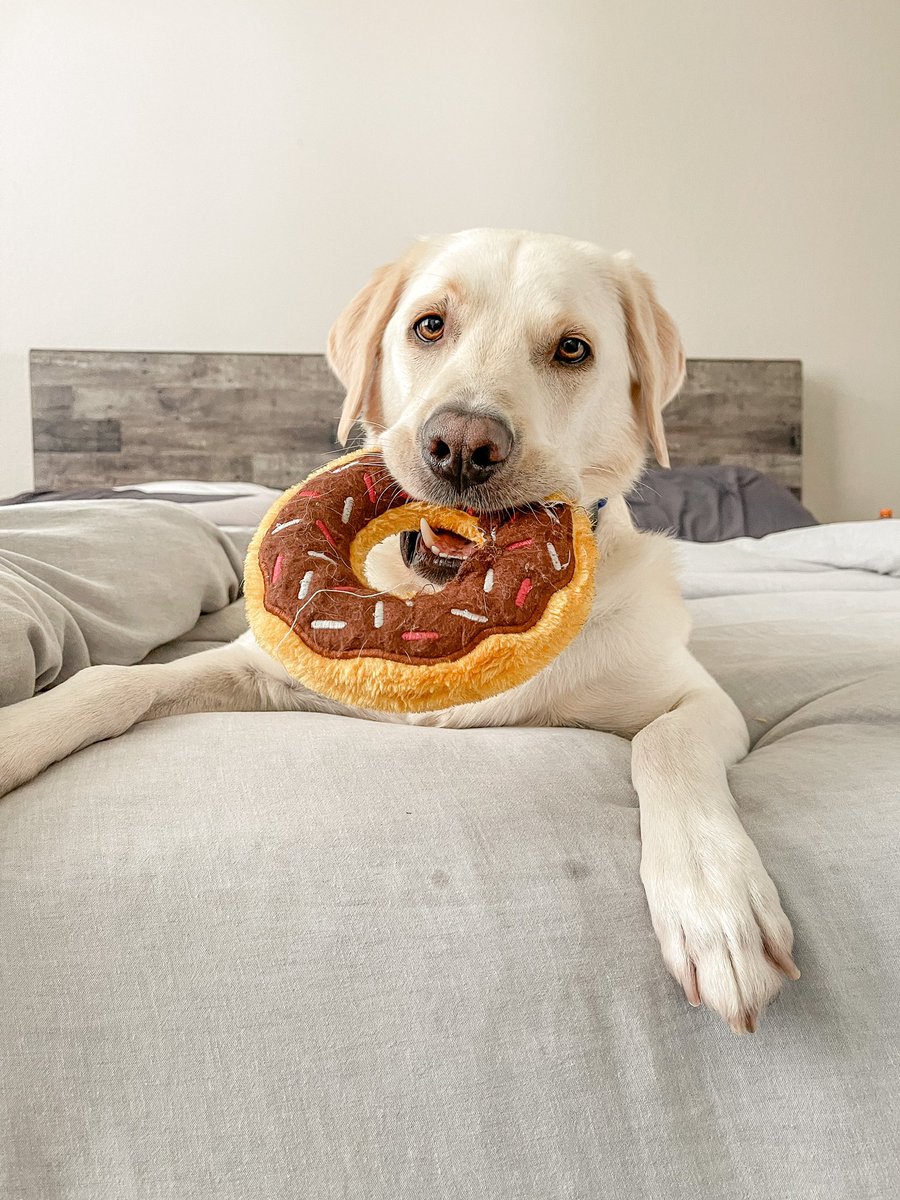 Donut worry friday will be here soon🍩 #MondayMotivation #donut #labradorretriever #dogsoftwitter