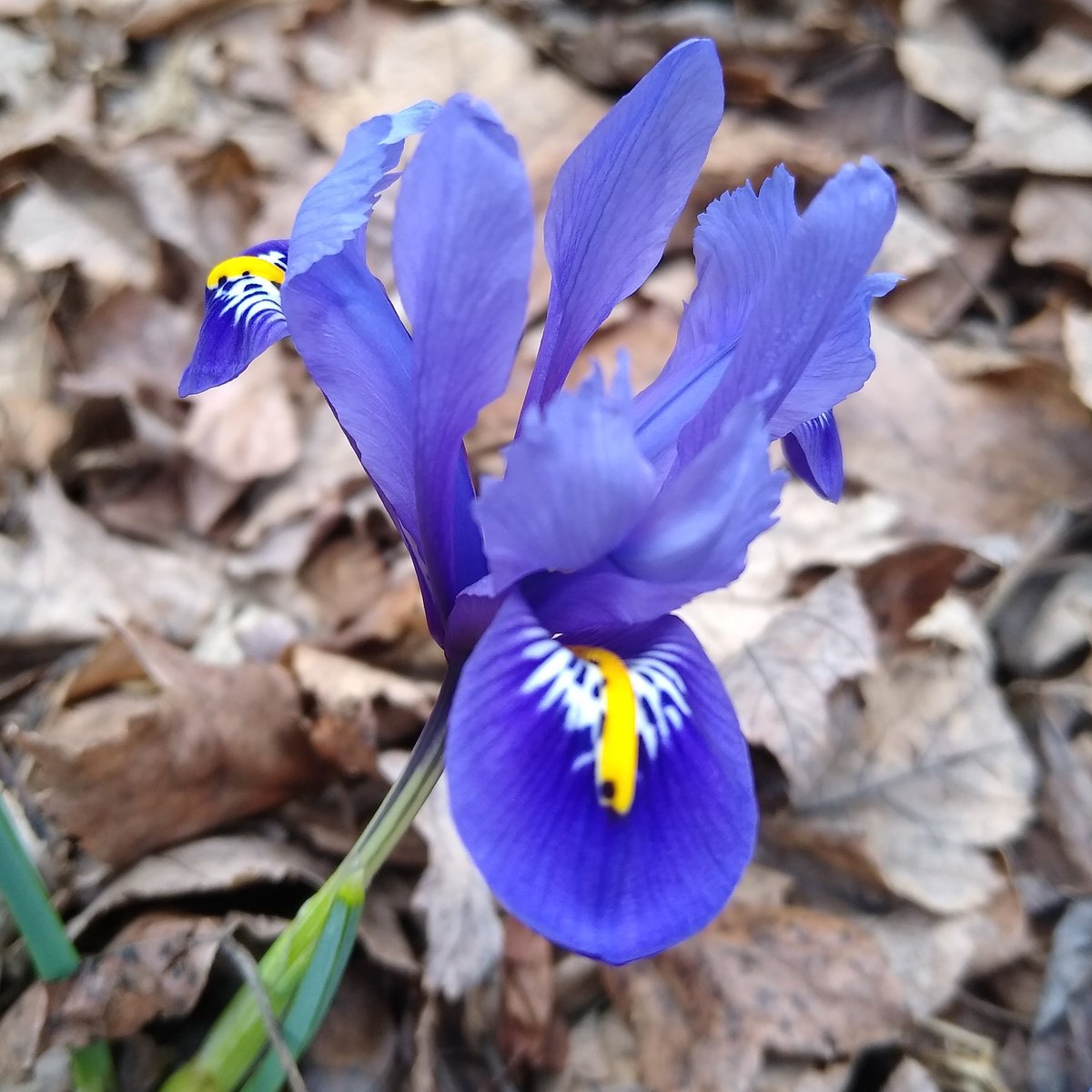 First time growing iris flowers &amp; I'm just 😍 over here! #iris #Flowers #garden #gardens #gardening