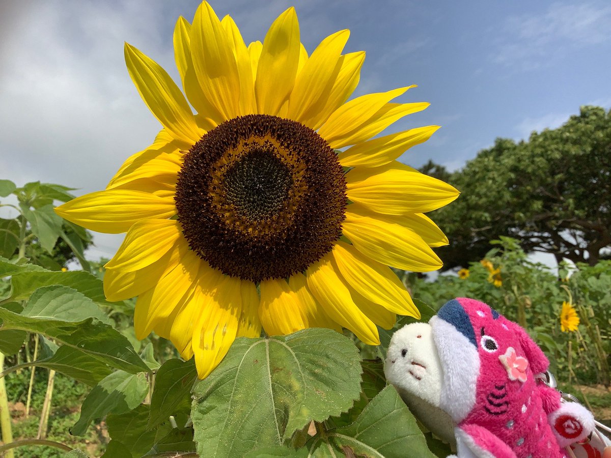 JTA_Official_jp's tweet photo. 夏のイメージの🌻ひまわり🌻ですが
沖縄は冬の時期から見ることができます😆‼️
早い所では1月から咲きはじめる場所も😘
#ひまわり
#向日葵
#沖縄 https://t.co/sUBYksqg0s