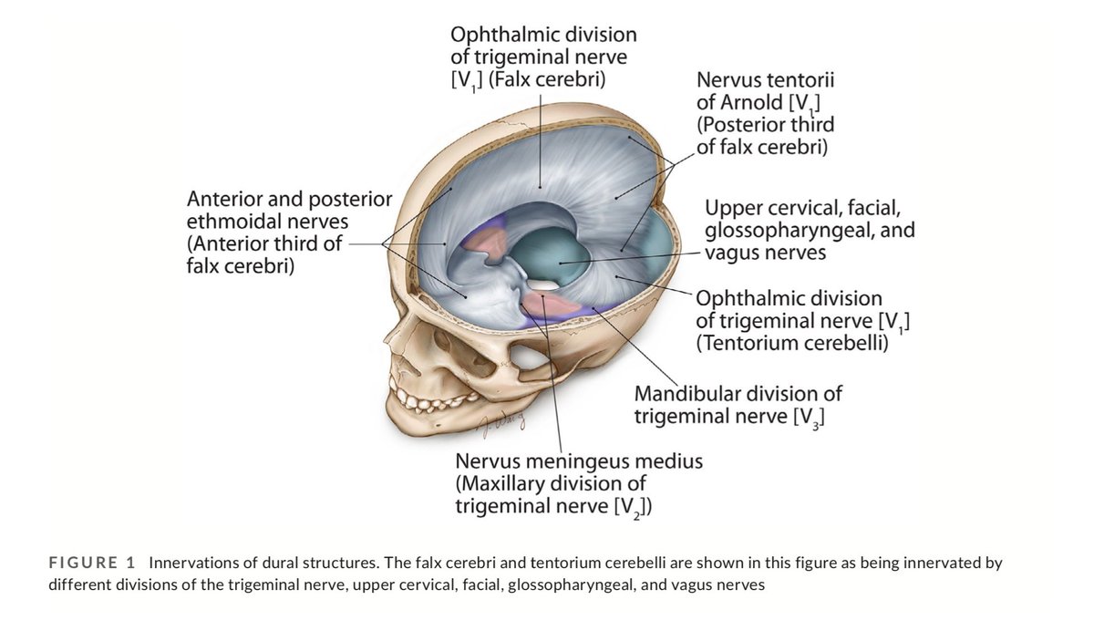 HeadacheJournal's tweet photo. Developmental innervation of cranial #duramater &amp; #migraine #headache: A narrative #literaturereview
Andrew Witten BS, @DarioMarotta_ @AaronCohenGadol 
https://t.co/UPITUUVqvU https://t.co/ckW4fhP2SY