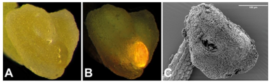 Gossypium_Girl's tweet image. Happy #NationalEucalyptDay 🍃
For something a little different, here are some #micrographs I took during my Master's research: anthers and autofluorescing #anther glands in E. polybractea 🔬
Soon to be published! 📃
#eucalyptus #microscopy #metabolomics #pollinatorattraction