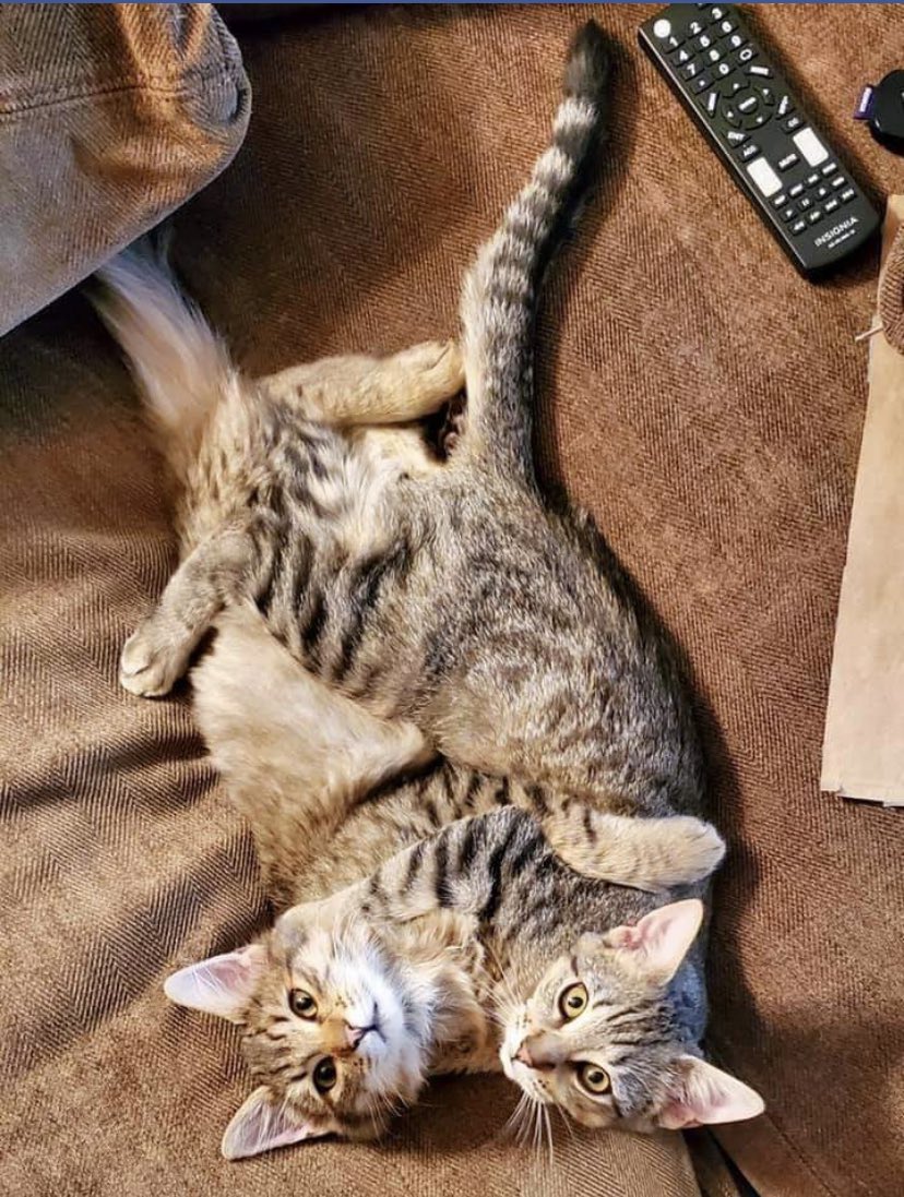 Adorable #update on Thor (formerly Sumo) and Loki (formerly Potato) from their new mom: 😻
The kitties have been adjusting quite well to their new home and they are pretty good with mommy's training so far! They love to cuddle and play with each other and with mommy too! 💕#adopt