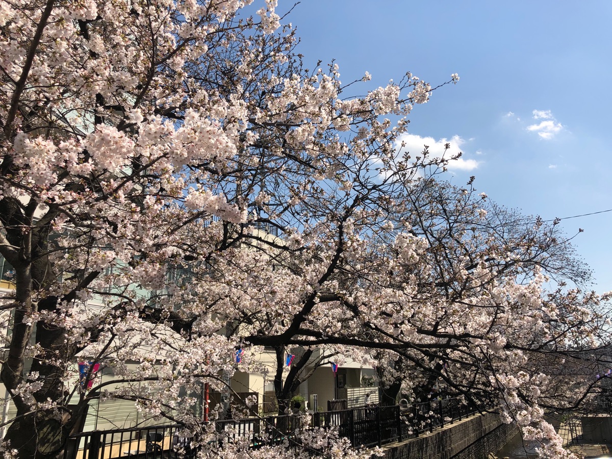 元住吉 Motosumiyo Twitter 元住吉 Motosumiyo Twitter