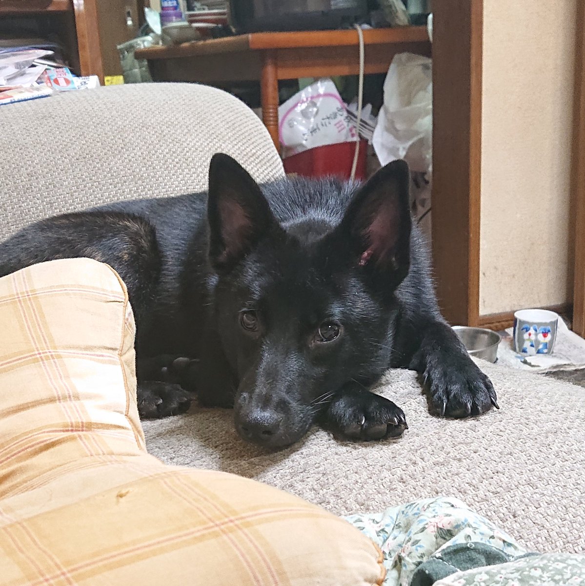 迷子犬 なる を探してます スシ ボンバー もう都内は桜が満開か 埼玉北部も今週末かな なるとリュウを連れて桜見に行きたかったけど 無理かな ３ヶ月 必ず誰かが餌をあげてるはず じゃないと生きられないと思う どこかで黒い犬に餌をあげた方