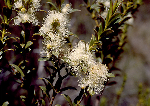 ANBG's tweet photo. For the first time in 20 yrs, our nursery staff have germinated &amp;grown seedlings of Oz's rarest eucalypt-Mongarlowe Mallee, Eucaluptus recurva. Considered critically endangered with only 6 plants in the wild, #nationaleucalyptday @EucalyptAus 📷@anplantc@Eucalypt Australia https://t.co/WSE7rr7VBj