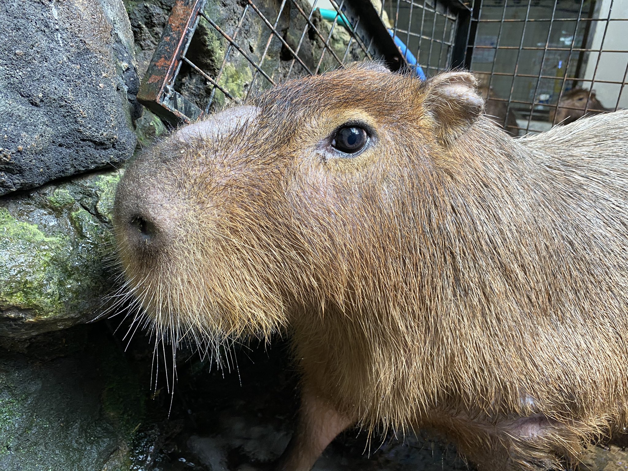 ট ইট র 草津熱帯圏 カピバラのまさる父さんに幸せの白い毛 を発見 左目下からビヨーンと伸びる白い毛 宝毛 福毛 とも呼び 幸せを招くとも言われているそうですね おそらく この白い毛はヒゲの一部だとは思いますが 幸せの白い毛として勝手