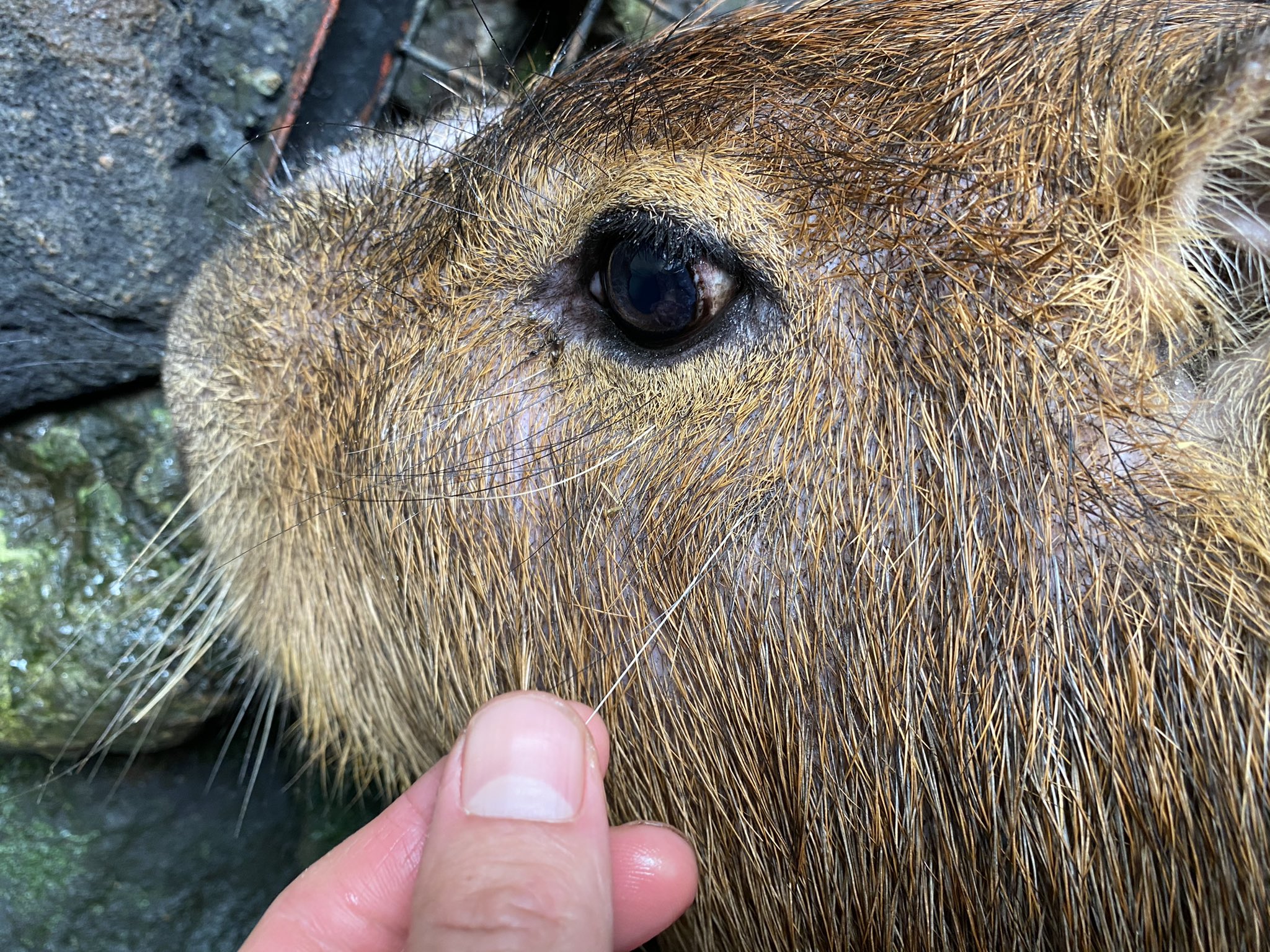 ট ইট র 草津熱帯圏 カピバラのまさる父さんに幸せの白い毛 を発見 左目下からビヨーンと伸びる白い毛 宝毛 福毛 とも呼び 幸せを招くとも言われているそうですね おそらく この白い毛はヒゲの一部だとは思いますが 幸せの白い毛として勝手
