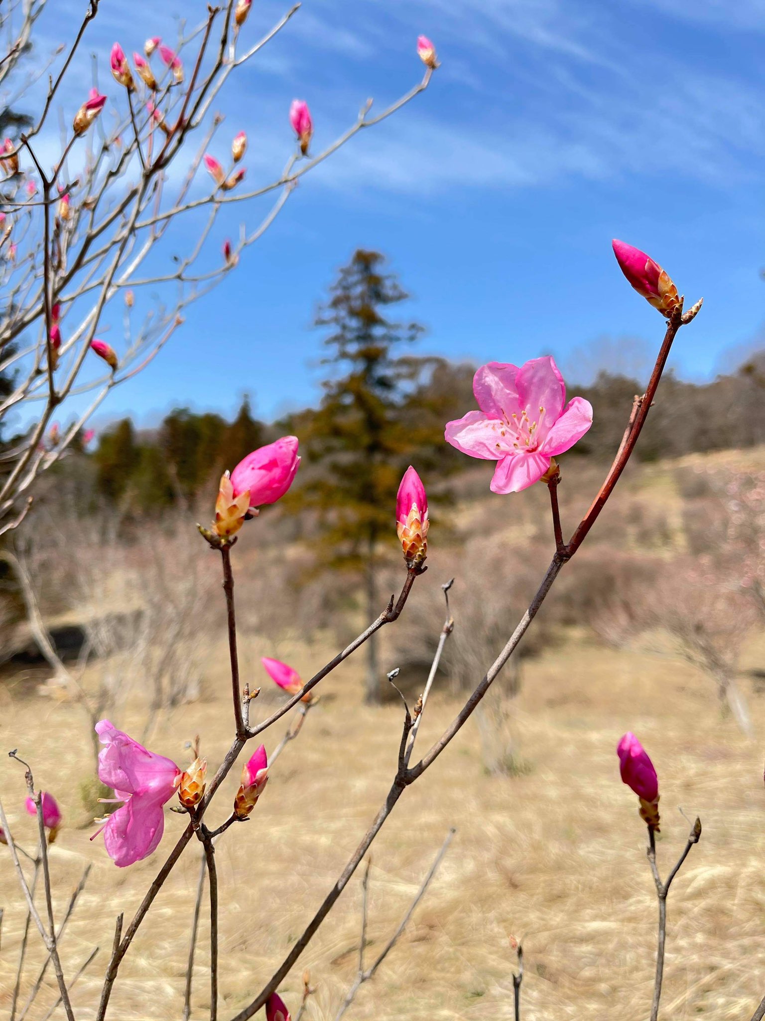赤城山 Akagi Trip 群馬県赤城山 赤城山南麓で春を伝えるツツジ アカヤシオ が咲き始めました 山のフモトのパン食堂 Cou屋さんのお近くです ほっこりランチと合わせてどうぞ アカヤシオの丘 T Co Zyj3tdzp1h Cou屋 金 月曜の営業 予約が