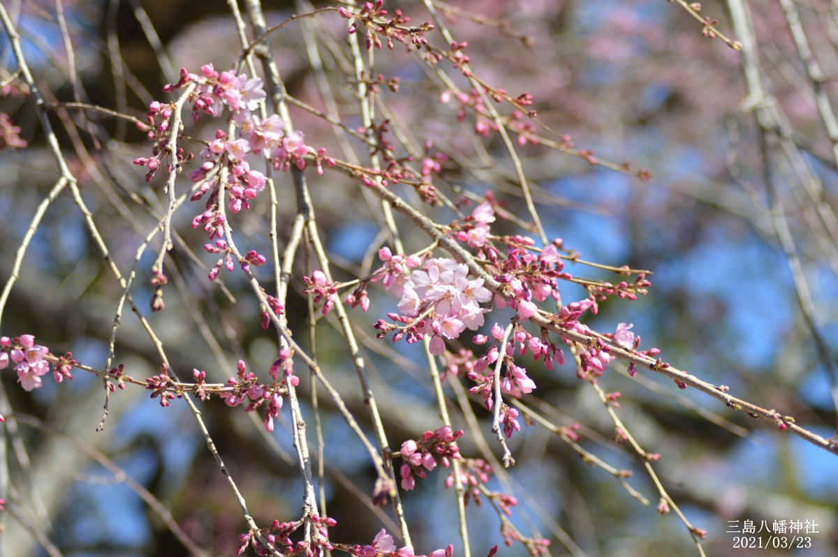 本日は 三島八幡神社をお参りしてきました シダレザクラが咲き進んでおります 濃いピンク色の小さくて可愛いサクラの花が咲き揃う 21 03 23 いわき市総合観光案内所 ぐるっといわき