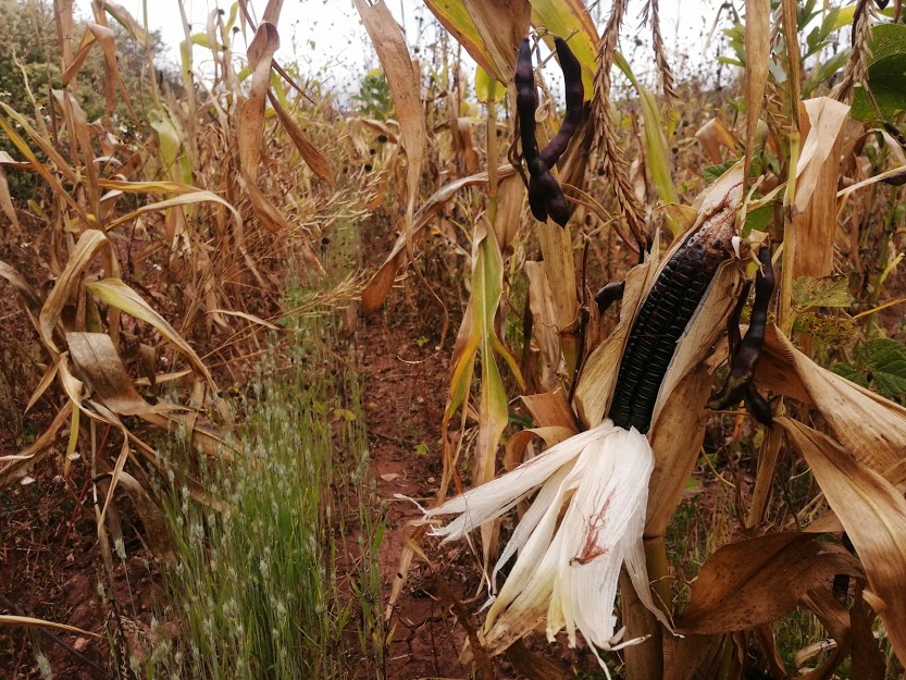 Carcito's tweet photo. En México el 76 % del agua se utiliza en la agricultura (INEGI)

El policultivo nos puede ayudar a cosechar mas alimentos por gota de agua, adaptarnos en zonas de temporal a producir mas con menos lluvia y mas calor, puede ser una diferencia importante a futuro 

#diadelagua https://t.co/9s4LDKr1II