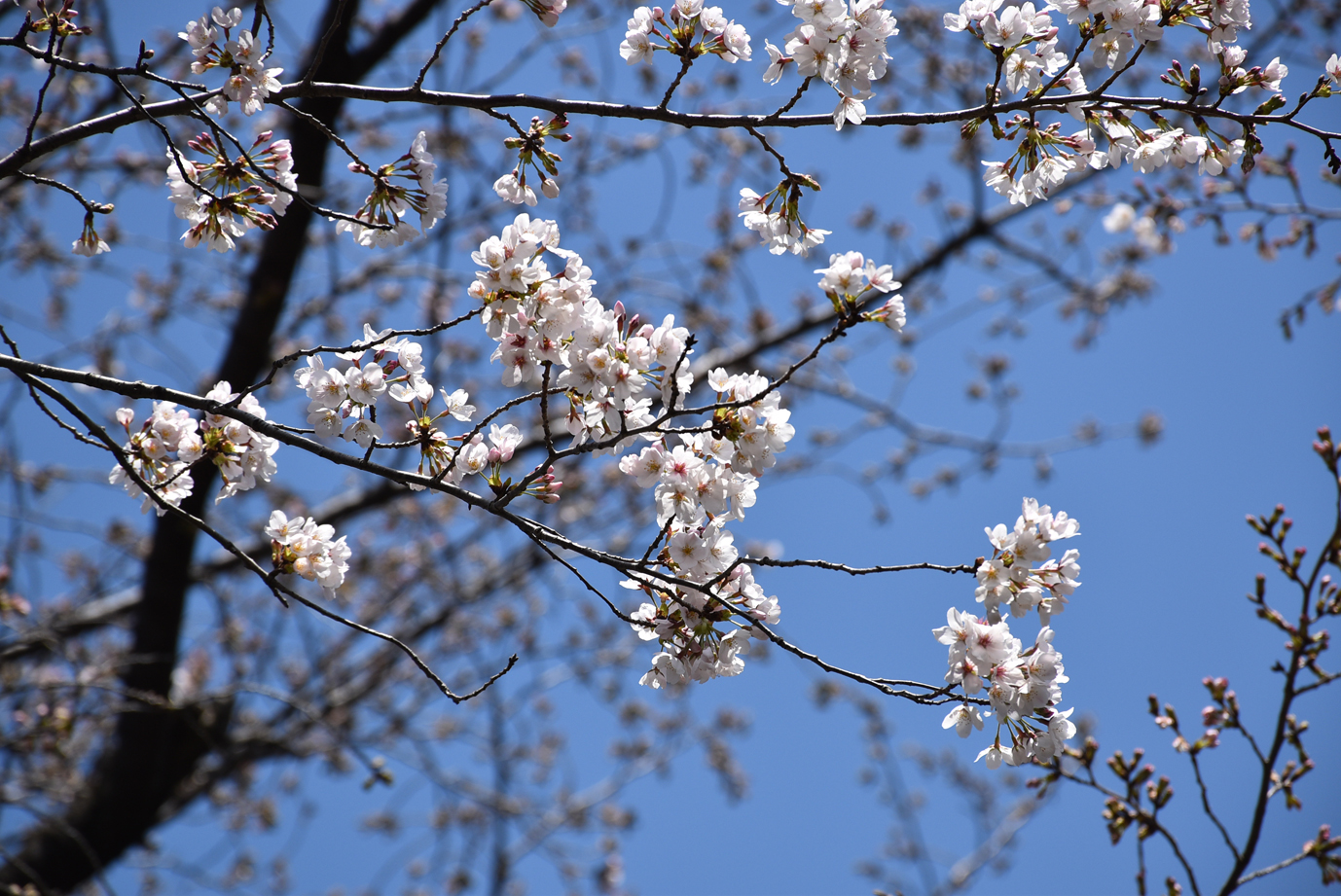 武者小路実篤記念館公式 実篤公園の桜 全体ではまだ三分咲きですが 日当たりのいい枝 では七分くらい咲いています 菖蒲園の奥から振り返ると 竹林を背に実篤像の頭上に桜の枝がさしかかって見えます T Co Qtw6czbnwr Twitter