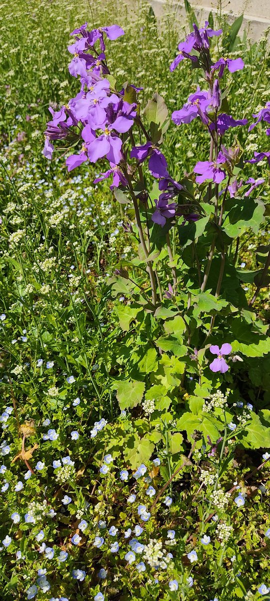 フトアゴラバー 大根の花にナズナ オオイヌノフグリに仏の座 春を感じてほっこりするなぁ ただしここが畑でこれからこいつらを根こそぎ抜かなければいけないという事実がなければ リクガメさんたちにとっては楽園かも ここに放ちたい 求む