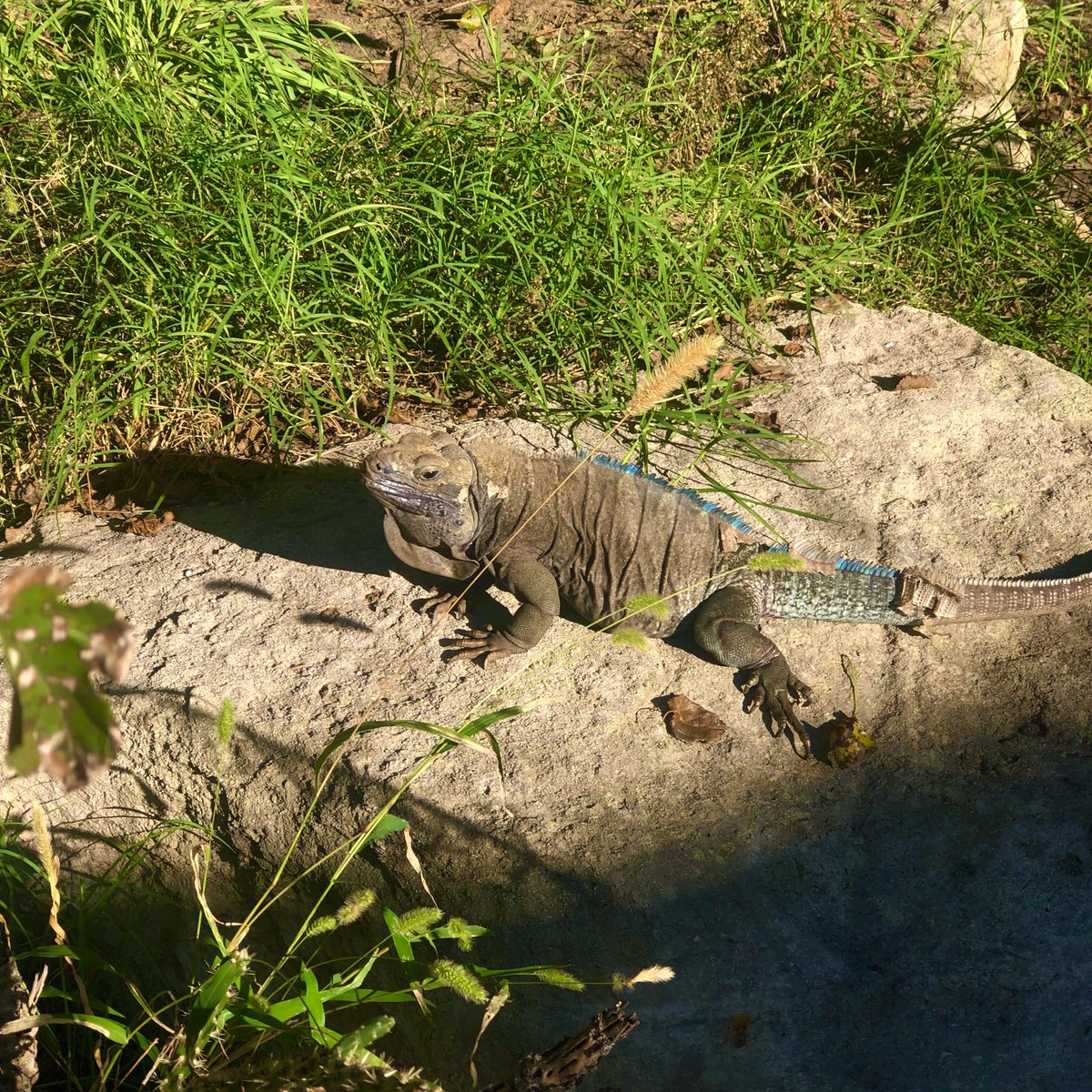 In 1948, the Jamaican Iguana was considered extinct until discovered by a hunter's dogs in 1990. Today, there are under 200 Jamaican iguanas thought to exist in the wild. worldceramics.org #conservation  #reptile #smallbusiness #Caribbean <a href="/iguanafndn/">Iguana Foundation</a>