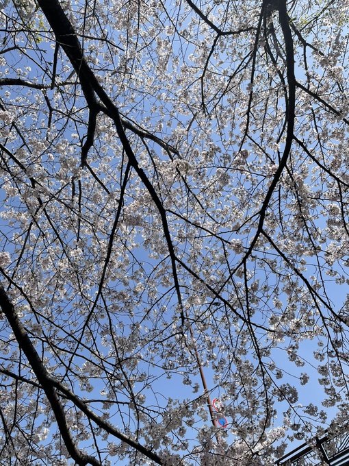 花見してきた🌸 