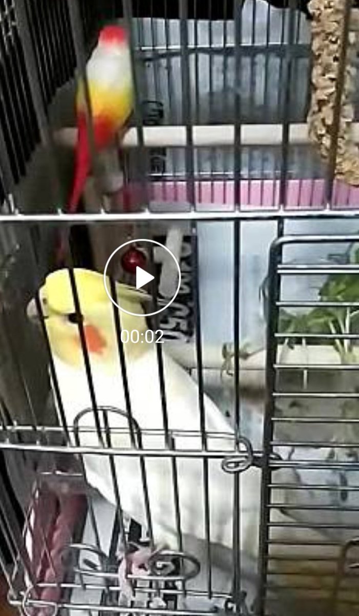 #兵庫県  #神戸市西区  #森友交差点
#神戸西警察署

21年2月26日午前9時頃神戸市西区森友交差点付近にて、オカメインコのレイちゃんを逃がしてしまいました。
些細な事でも構いませんので、何か知っている方教えてください。
お願いします。