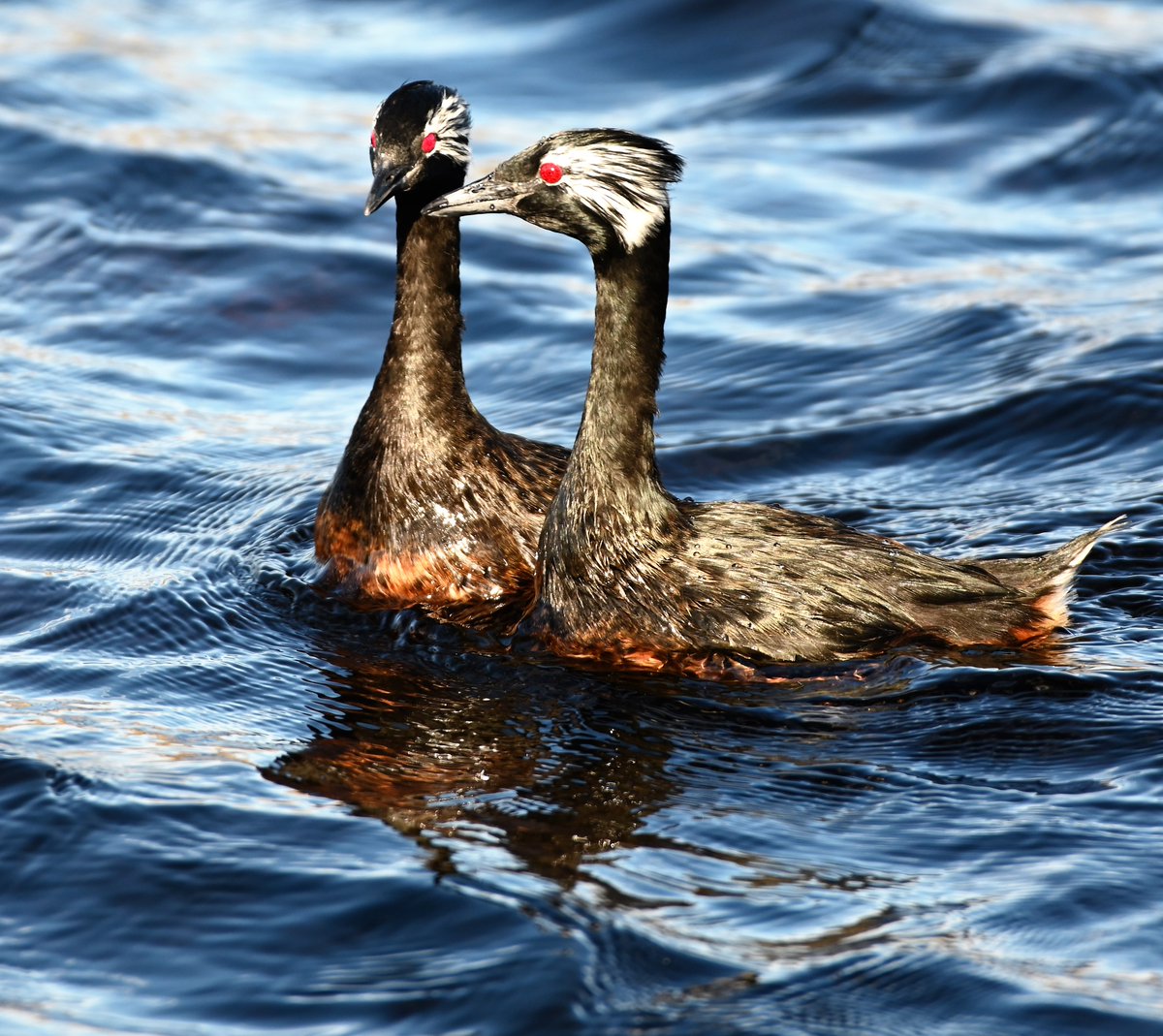 kelper60's tweet photo. #falklandislands #whitetuftedgrebe #chartresfarm #chartresriver https://t.co/QnETDSOqto