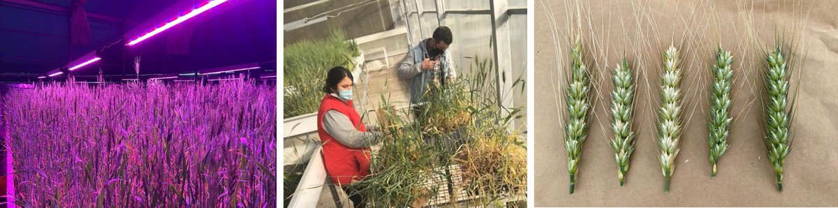 22,000+ plants from first cycle of International Winter Wheat Improvement Program (IWWIP) winter wheat speed breeding harvested in Turkey by <a href="/Beyhanakin1/">Beyhan_akin</a> &amp; her team #VirtualWheatTour. Accelerating breeding progress #cgiarwheat <a href="/CIMMYT/">CIMMYT</a> <a href="/ICARDA/">ICARDA</a> @TAGEM_ANKARA