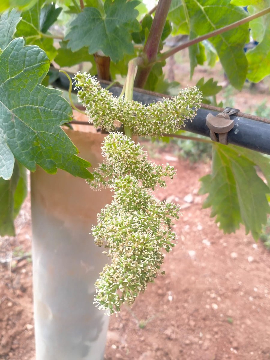 BODEGASCHP's tweet photo. 🍃🍇 Ilusionados en nuestro terreno en "La Reconda". Comienzan las primeras muestras de racimos de Listán blanco lucen así en esta época recién llegada la primavera 💜

#BodegasCHP https://t.co/xAd3dICZZc