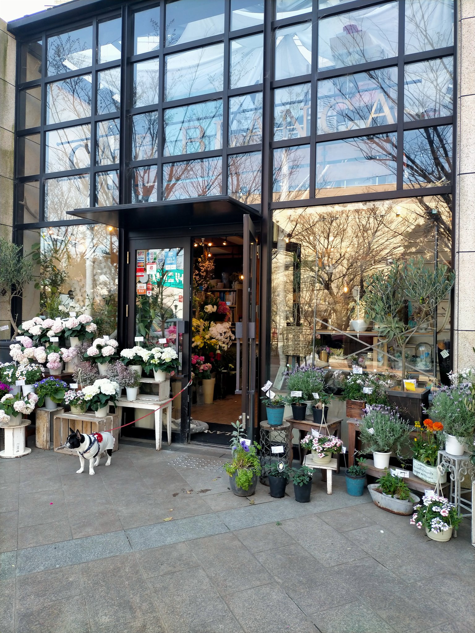 クラゾウ 宝塚の街は花屋さんも 多いですね 大劇場の近くも いくつかありますが ご贔屓の生徒さんに差し入れ される方も多いのでしょうか コロナもあるから諸事情は 分からないけど 花屋の存在は 宝塚の街に合ってますね もう少ししたら デュランタ