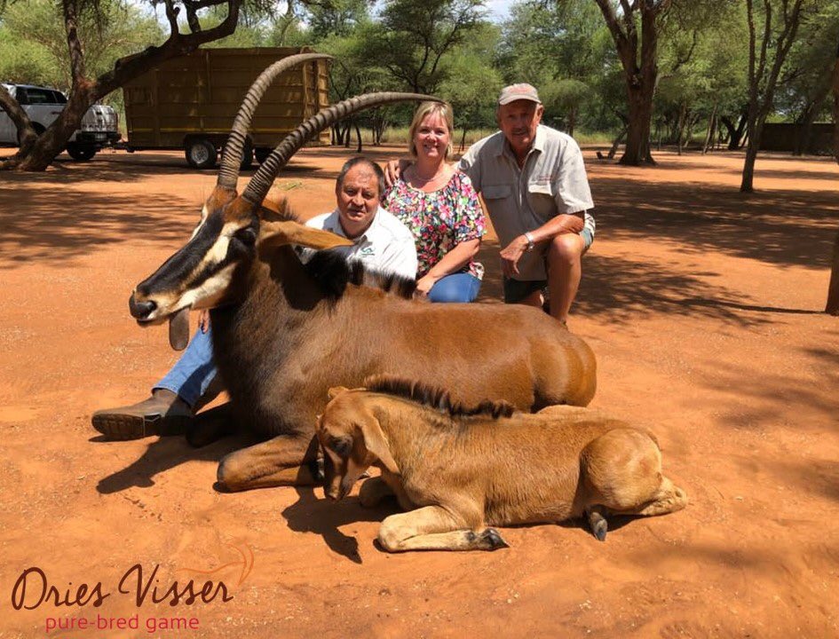 DriesVisserGame's tweet photo. Dankie en baie geluk aan die volgende telers vir die aankoop van die pragtige diere. https://t.co/X0EOnBiXgU #topgenetika #veiling #driesvisser #wildebeeste #sables https://t.co/YCzoUET2TE