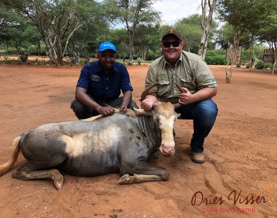 DriesVisserGame's tweet photo. Dankie en baie geluk aan die volgende telers vir die aankoop van die pragtige diere. https://t.co/X0EOnBiXgU #topgenetika #veiling #driesvisser #wildebeeste #sables https://t.co/YCzoUET2TE