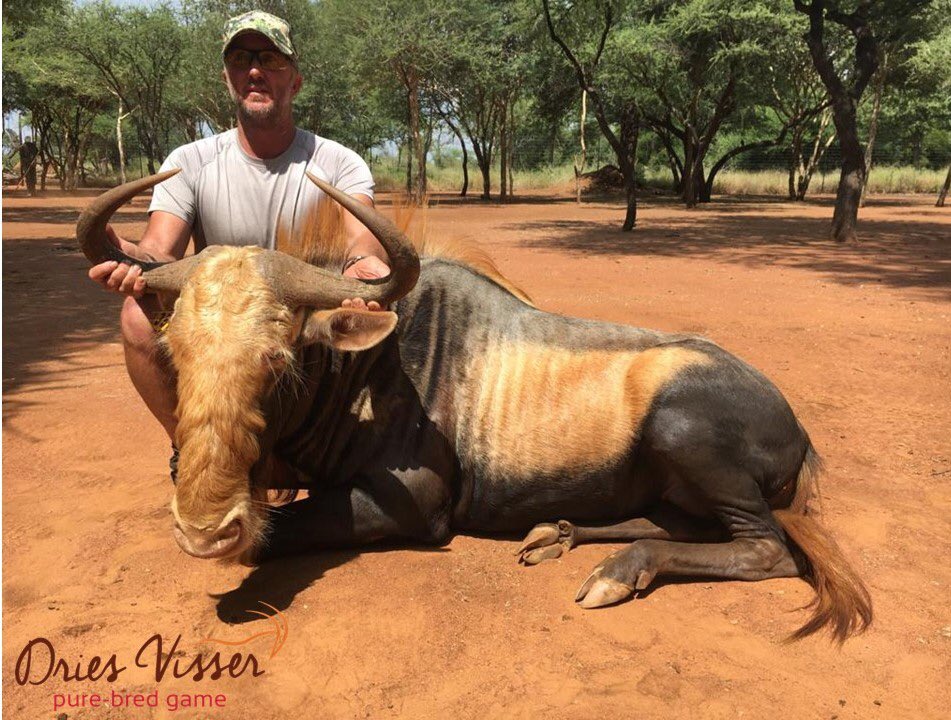 DriesVisserGame's tweet photo. Dankie en baie geluk aan die volgende telers vir die aankoop van die pragtige diere. https://t.co/X0EOnBiXgU #topgenetika #veiling #driesvisser #wildebeeste #sables https://t.co/YCzoUET2TE