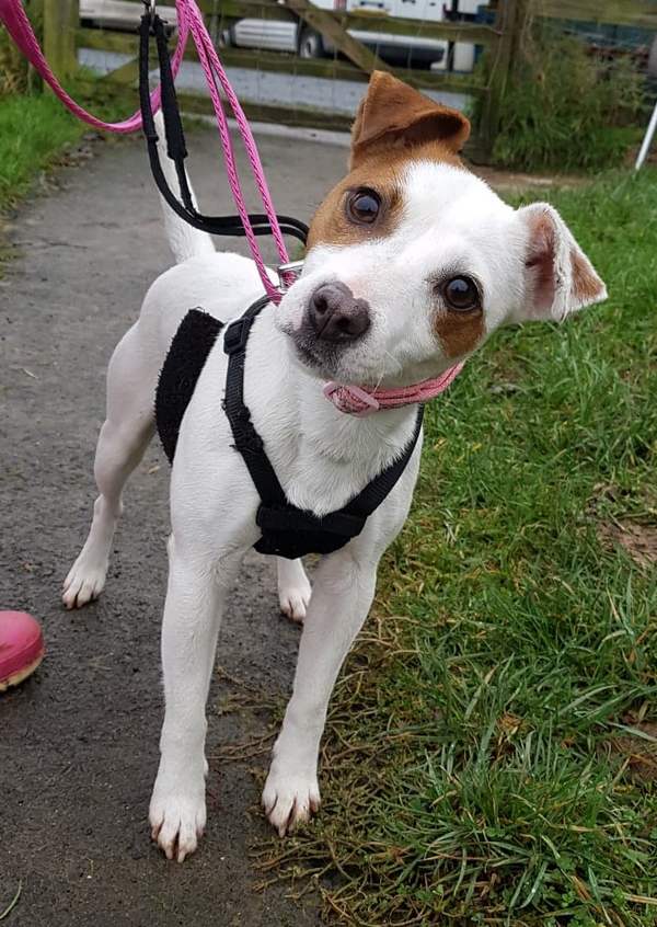 MedicAnimal Ltd tweet media