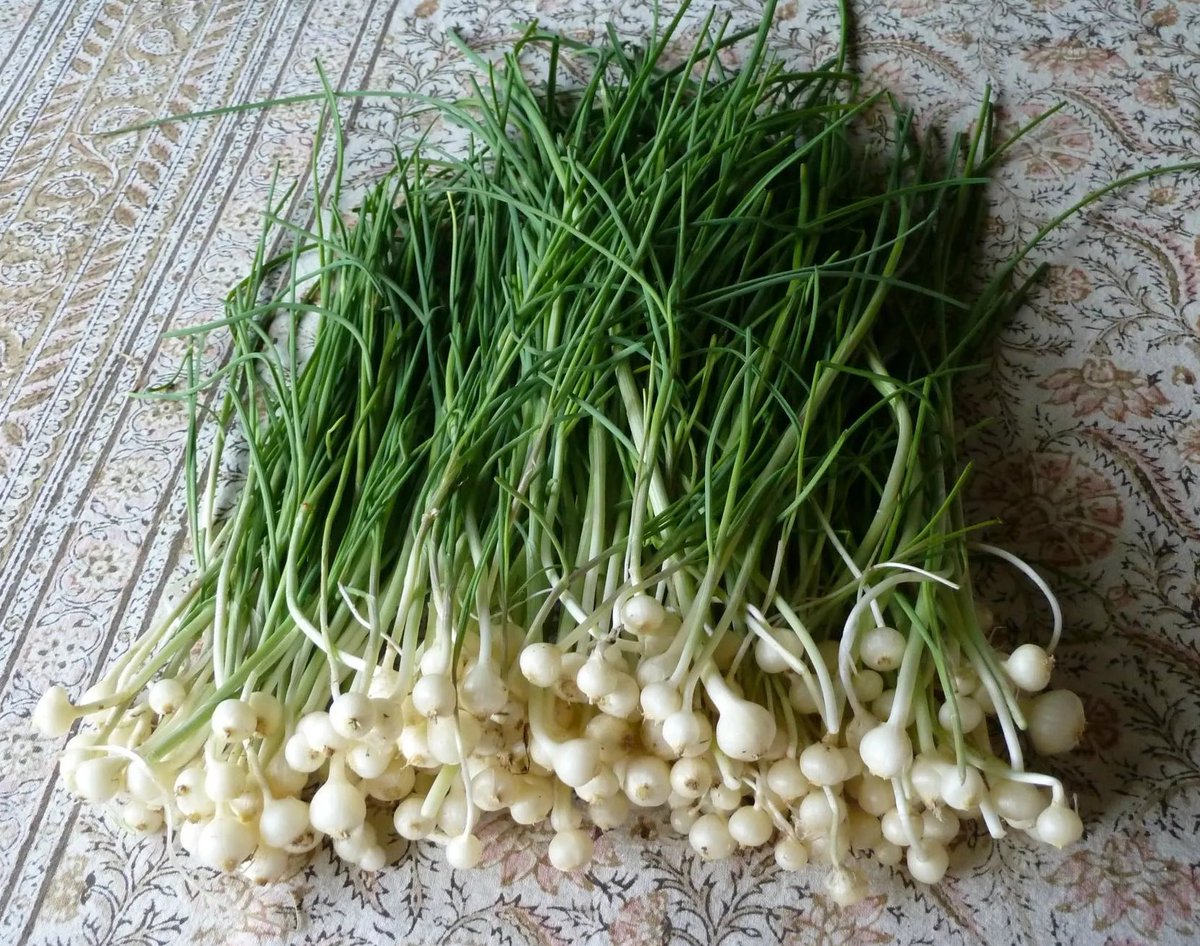 𝖸𝗈 𝖮𝗄𝖺𝖽𝖺 Twitterren Wild Garlic 行者にんにく とノビルは別の植物なんですよ ノビルは英語ではlong Stamen Chiveで 小さな玉ねぎのような根っこがついてるのが特徴で 東アジアに広く分布してるらしいです 写真は拾い物です T Co Lhvnwrl6wq