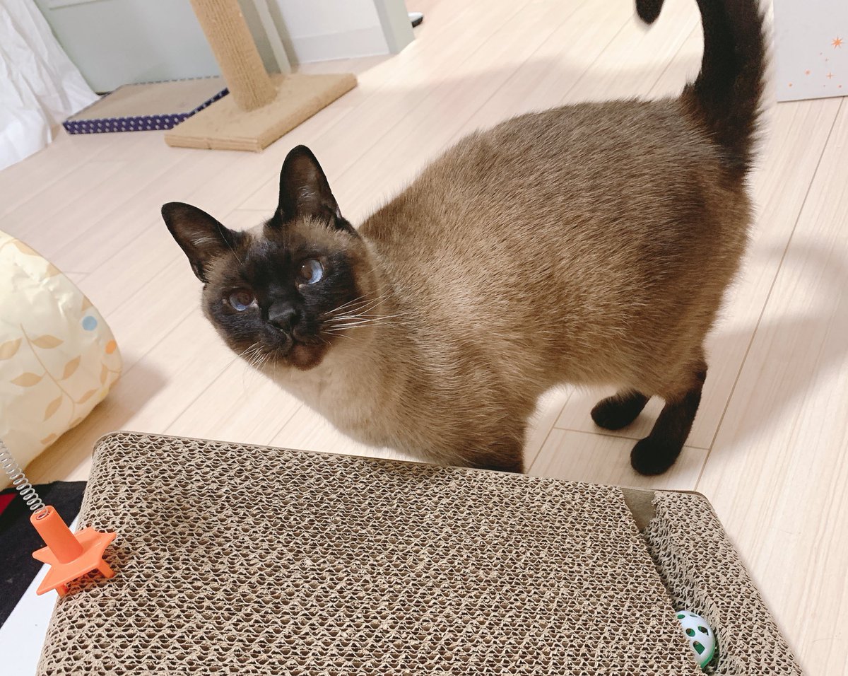 のべ子 シャム猫あずきさん 微やんのかステップ のべ子 シャム猫あずきさん 微やんのかステップ
