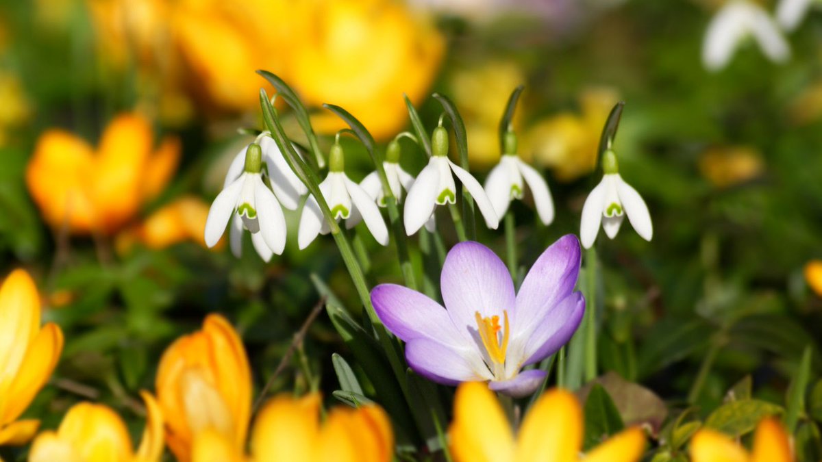 Walking Scotland tweet media