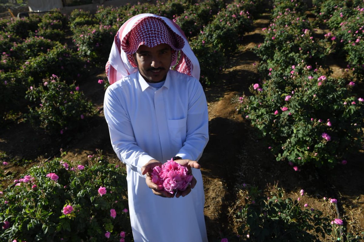 الورد الطائفي وديعة في تربة مدينة الطائف السعودية، غرس وتأصل فيها ليصبح الأغلى والأثمن، ونكهة المناسبات الخاصة... واستمر ينمو إلى أن أصبح أيقونة المدينة الجبلية ومحط أنظار الجميع، حتى اجتاز عدد أشجاره المليون وامتدت إلى أكثر من 6 ملايين متر مربع في المنطقة
#اندبندنت_عربية_تغنيك