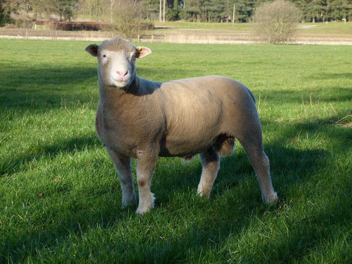 WantisdenHallFa's tweet photo. A few of this years high index ram lambs enjoying the sunshine. Perfect for early season breeding with high demand for Dorset lamb, the future looks good. #dorsethorn #polldorset #signetrecorded @SamBoonBreeding https://t.co/lMd8aGxAMe
