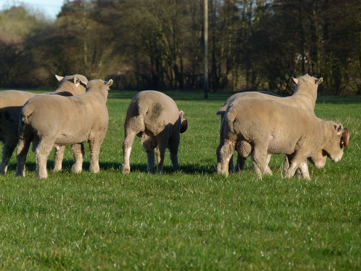 WantisdenHallFa's tweet photo. A few of this years high index ram lambs enjoying the sunshine. Perfect for early season breeding with high demand for Dorset lamb, the future looks good. #dorsethorn #polldorset #signetrecorded @SamBoonBreeding https://t.co/lMd8aGxAMe