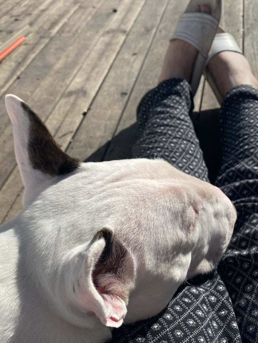 xLuxFerrex's tweet photo. Tuesday: Sun+Coffee+Dog=Perfect👌#tuesdaymotivations #Happiness #coffee #sunnyday #doglige https://t.co/or8Rr7QGCQ