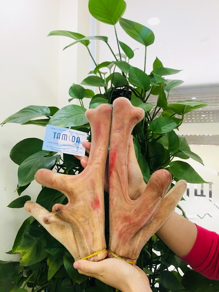 HuouTamsoa's tweet photo. Nhung hươu giúp chấm dứt tình trạng suy nhược cơ thể, chán ăn, mất ngủ.
=> Chi tiết mời các bạn xem tại đây: https://t.co/KoAvpFykEt https://t.co/Gx5DeOMFU4