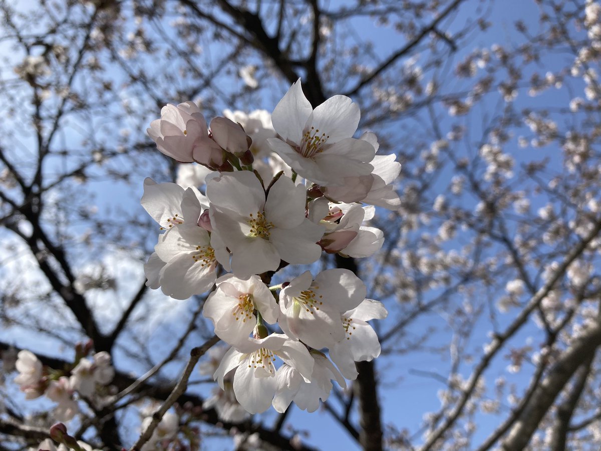 Hanafree12's tweet photo. 今日はとてもいい天気でしたね☀️

せっかくなので滋賀県の坂本というところに行ってみました😊

明智光秀ゆかりの町だそうです。

今日は日吉大社を見学。

日吉大社は全国の山王神社の総本宮だそうです。

面積も広く国宝の建物がたくさんあり、立派でした⛩

参道の桜も綺麗でしたよ😊🌸 https://t.co/Xun9wRm53l