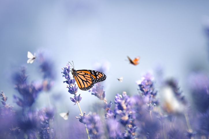 epilepsysociety's tweet photo. "Today is a Day of Reflection to remember the lives of those who are no longer with us as a result of the pandemic..If you are able, please join us at noon for a minute’s silence to reflect on our loss, as a shared moment of consolation.”

Clare Pelham, Chief Executive https://t.co/YE2gJN95Un