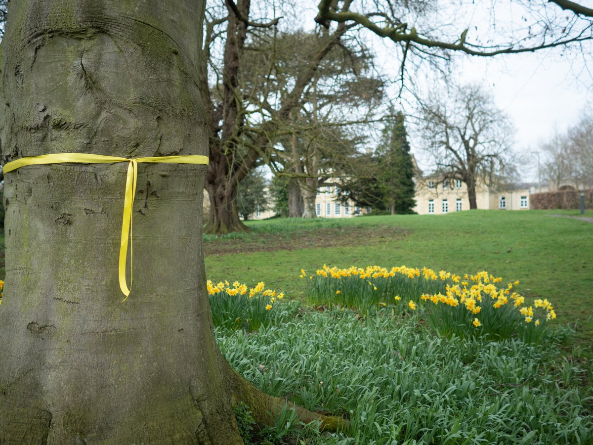 ColworthScience's tweet photo. Today, Colworth Park will observe the one-year anniversary of the first UK National Lockdown as the country marks Covid-19 National Day of Reflection. Across site there will be yellow ribbons tied around trees in remembrance of those that have died during the pandemic. https://t.co/sEFZkJurK9