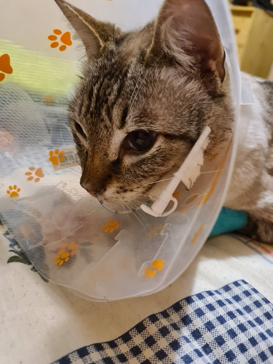 Tinaxparkx's tweet photo. C'est la 1ER fois que je fais ça mais le CHAT de ma mamie est très malade, il besoin de soin&amp; avec la ptite retraite de ma mamie+ mon chômage payer la facture de véto (+celles qui vont suivre car il ne va pas mieux) si vous pourriez faire un geste ou RT https://t.co/aWapNZfIS5 https://t.co/lC8mccbRm0