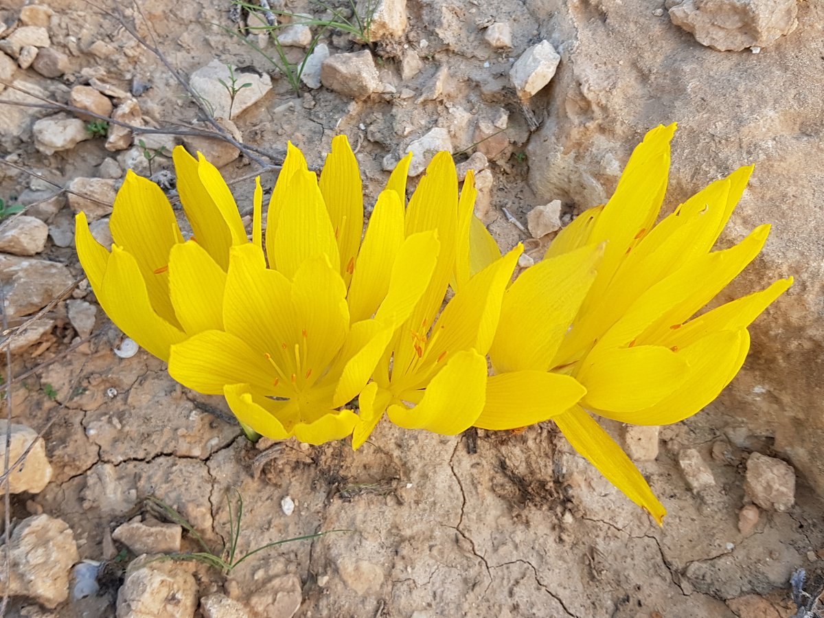 #culturomics is blooming 🌹 My new paper on plants' popularity online is out now in @ConBiology as part of a special section dedicated to #conservation culturomics! conbio.onlinelibrary.wiley.com/doi/10.1111/co… Thanks @johnmittermeier and @Roll_Uri