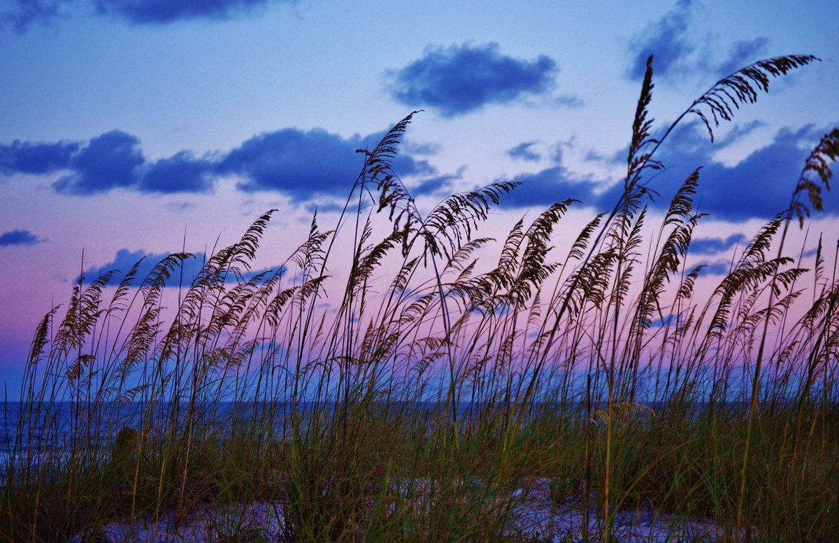 Blues Hunter tweet media