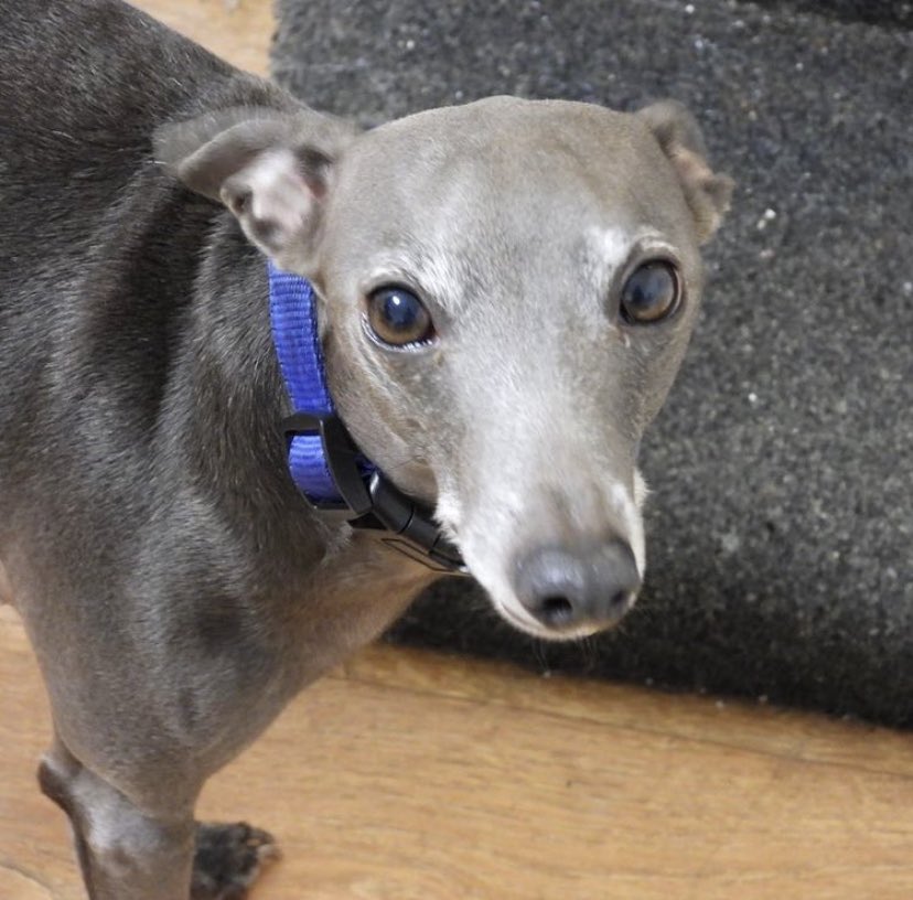 Happy seventh birthday to our little distillery dog! I would say he’s hard working..... but all he does is sleep! 😂 #gin #lancaster #morecambe #ginandtonic #italiangreyhound #dog #distillery