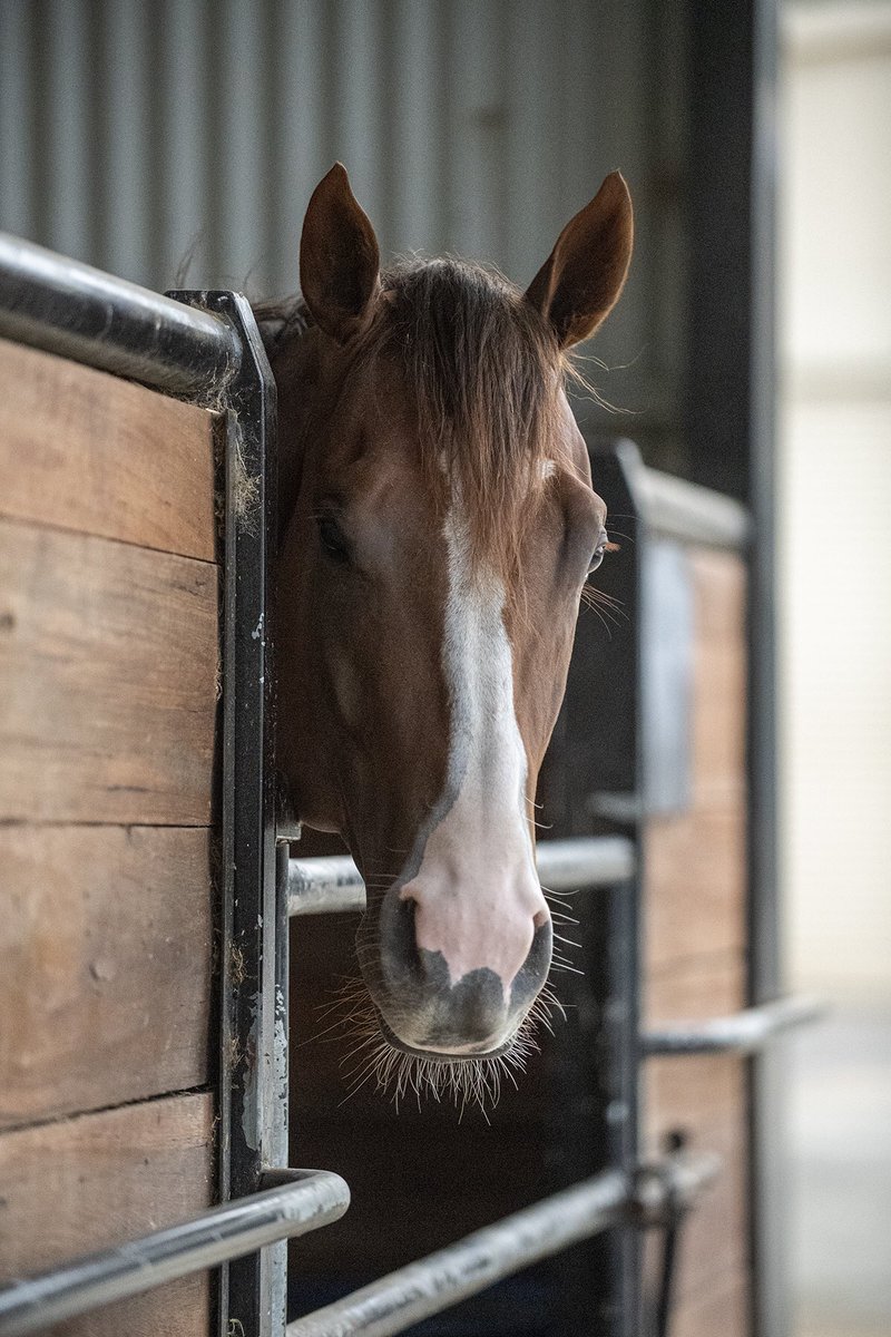 Ciaron Maher Racing tweet media