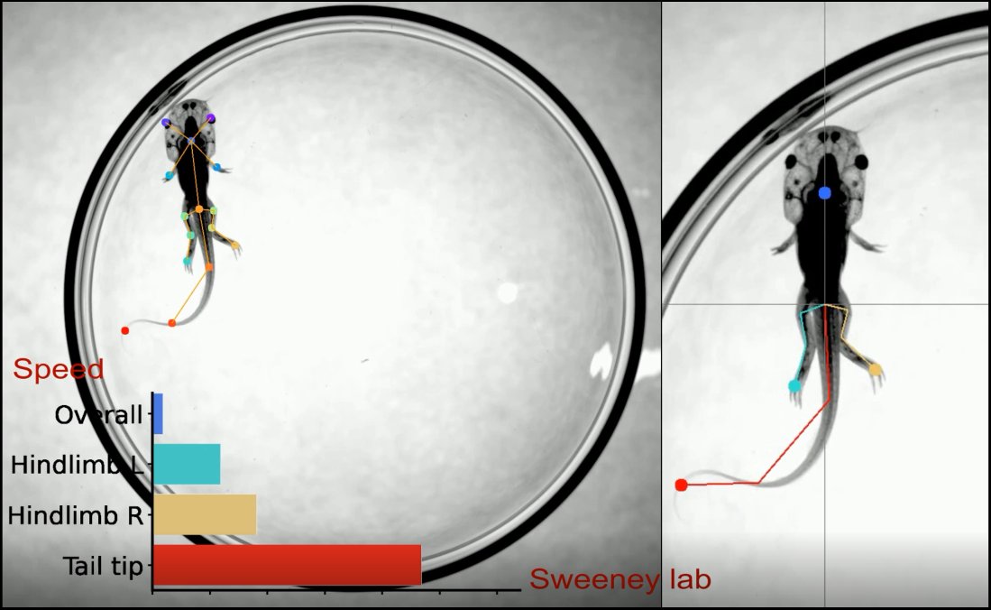 Imaging & Optics Facility (IOF/ISTA) (@istaustria_iof) on Twitter photo Mara Julseth from Lora Sweeney group teamed up with Robert Hauschild to make a new imaging system to track tadpoles. Christoph Sommer implemented machine learning based tracking of the limbs and tail during metamorphosis <a href="/lorasweeneylab/">lorasweeneylab</a> <a href="/ISTAustria/">ISTAustria</a>_BIF @ISTAustria #DeepLabCut🤩 Mara Julseth from Lora Sweeney group teamed up with Robert Hauschild to make a new imaging system to track tadpoles. Christoph Sommer implemented machine learning based tracking of the limbs and tail during metamorphosis <a href="/lorasweeneylab/">lorasweeneylab</a> <a href="/ISTAustria/">ISTAustria</a>_BIF @ISTAustria #DeepLabCut🤩